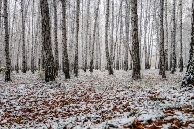 sonbahar manzara bir huş ormandaki ilk kar