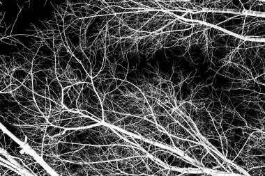 ağaç dalları siluet siyah arka plan üzerine beyaz