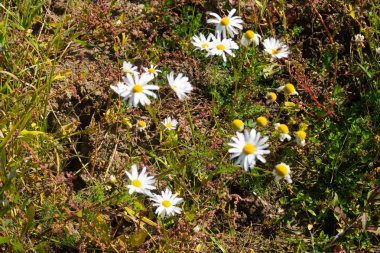 papatya çiçeği peyzaj alanı