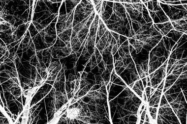 ağaç dalları siluet siyah arka plan üzerine beyaz