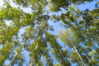 orman manzaralı aşağıdan gökyüzüne huş ağacı