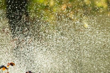 defocused, bulanık su, bokeh doğa damla