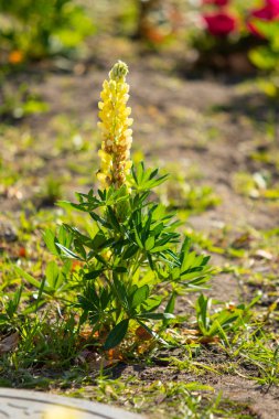 Lupinus çiçek yeşil yeşillik doğa ile parlak