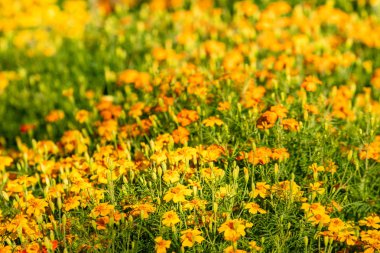 parlak sonbahar çiçek doğa manzara