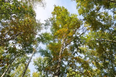 huş ağacı orman manzaralı gökyüzüne Sonbahar Doğa
