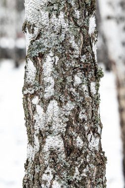 huş ağacı orman, ağaç gövdesi yakın kadar kış