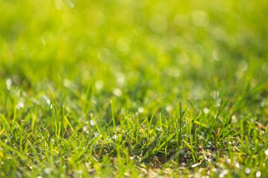 yeşil çim bokeh arka plan bulanık