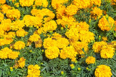birçok marigolds küçük çiçekler