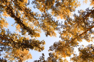 gökyüzü sonbahar arka planı sarı huş ağacı yaprakları
