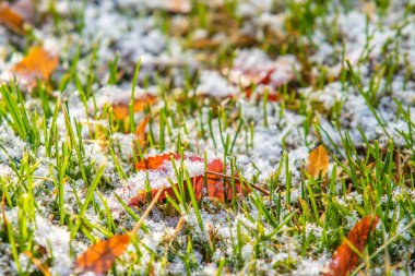 yeşil çim kar arka plan bokeh bulanık