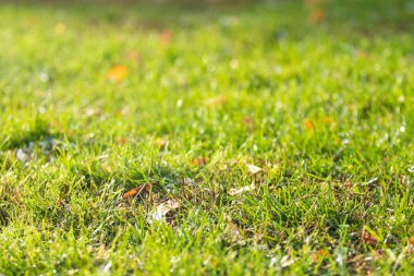 yeşil çim bokeh arka plan bulanık