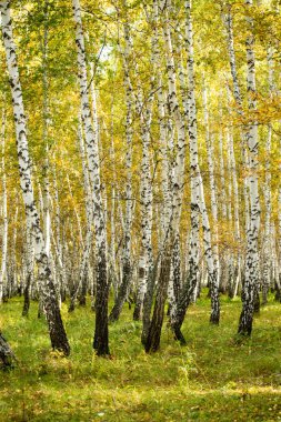 Sarı huş ağacı orman, geç sonbahar doğa manzara