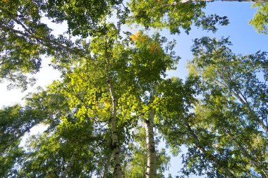 orman manzaralı aşağıdan gökyüzüne huş ağacı