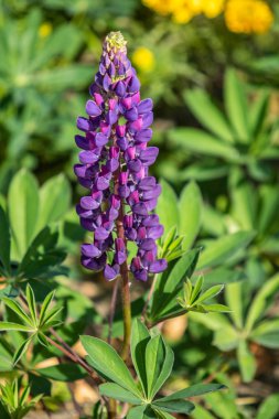 Lupinus çiçek yeşil yeşillik doğa ile parlak
