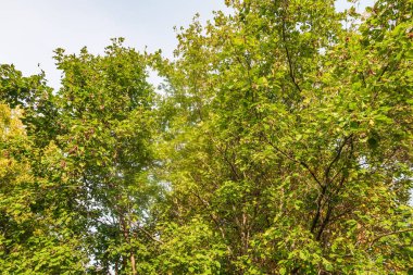 Sonbahar Orman Manzara Doğa