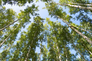 orman manzaralı aşağıdan gökyüzüne huş ağacı