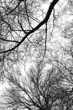 Beyaz arkaplanda ağaç dalları silueti