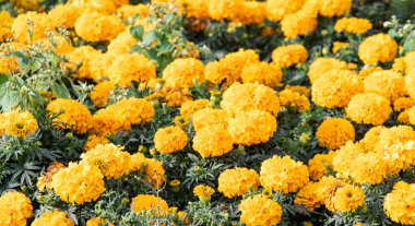 birçok marigolds küçük çiçekler