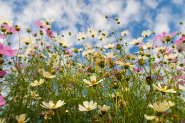 Cosmos çiçekler, görüntülemek aşağıdan gökyüzüne doğru