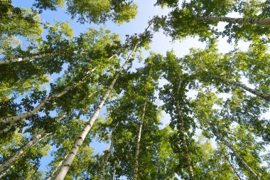 orman manzaralı aşağıdan gökyüzüne huş ağacı