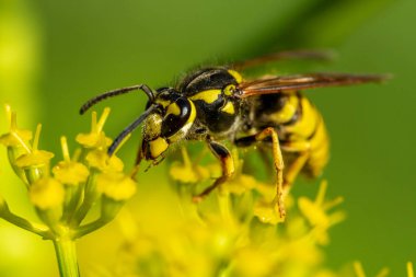 yaban arısı yakın çekim defocused sarı bir çiçek