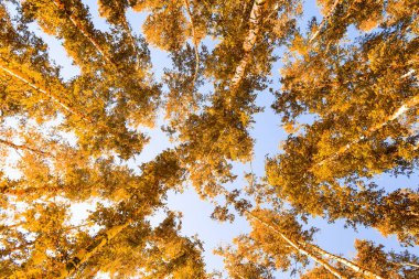 gökyüzü sonbahar arka planı sarı huş ağacı yaprakları