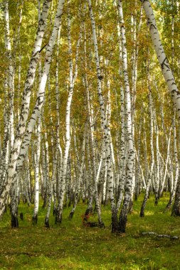Sarı huş ağacı orman, geç sonbahar doğa manzara