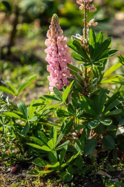 Lupinus çiçek yeşil yeşillik doğa ile parlak