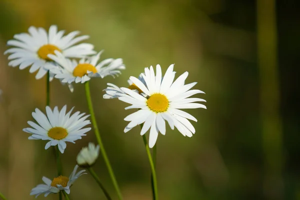 明るい秋の花自然風景 — ストック写真