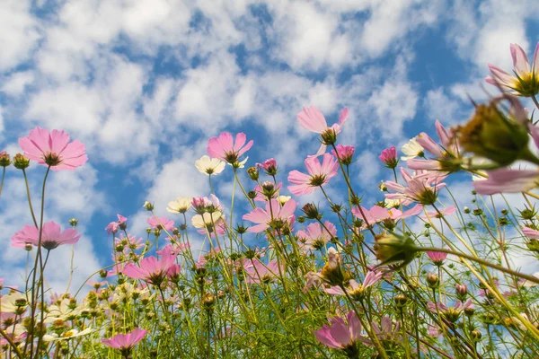 Cosmos çiçekler, görüntülemek aşağıdan gökyüzüne doğru