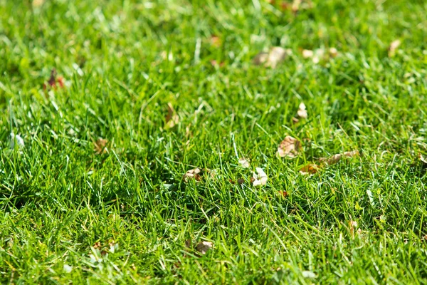 green grass background focus on the center