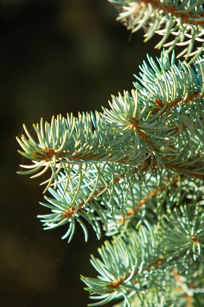 Cônes Branches Pin Sur Épinette Bleue — Photo