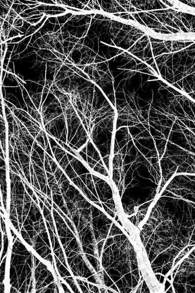 Branches Arbre Silhouette Blanche Sur Fond Noir — Photo