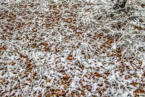 Высокая Зеленая Трава Снегу — стоковое фото