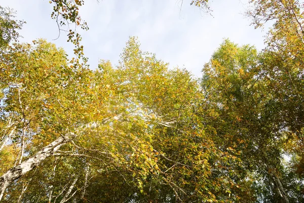 桦树森林的天空景观 秋天的性质 — 图库照片