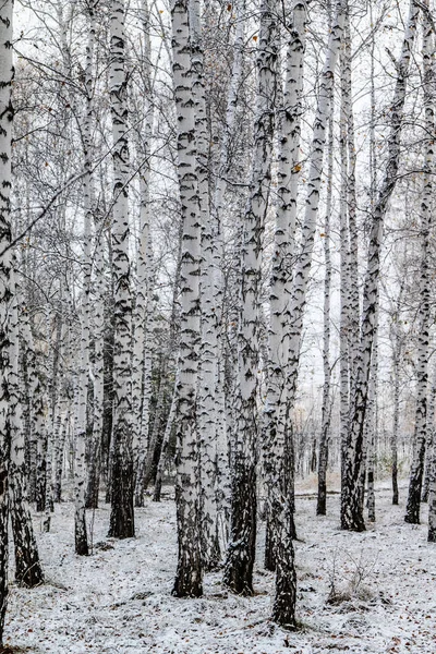 Zimní První Sníh Březová Lesní Krajina — Stock fotografie