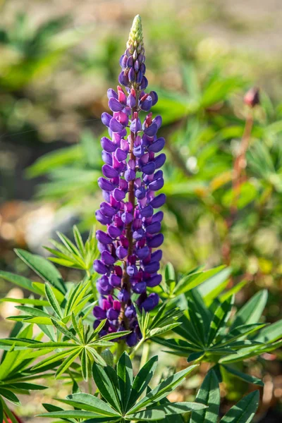 Lupinus Flores São Brilhantes Com Natureza Folhagem Verde — Fotografia de Stock