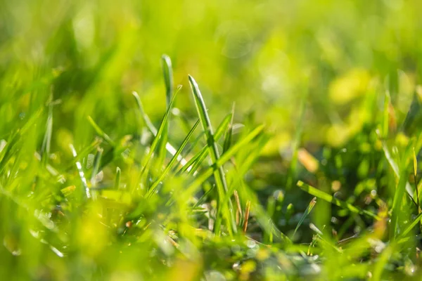 Hierba Verde Borrosa Fondo Bokeh —  Fotos de Stock