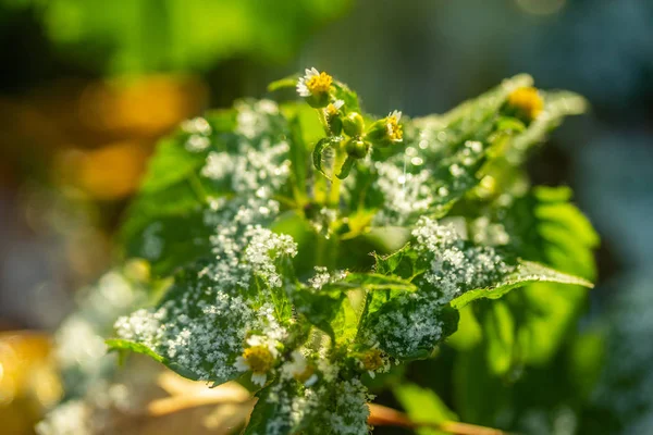 Yeşil Çim Kar Arka Plan Bokeh Bulanık — Stok fotoğraf