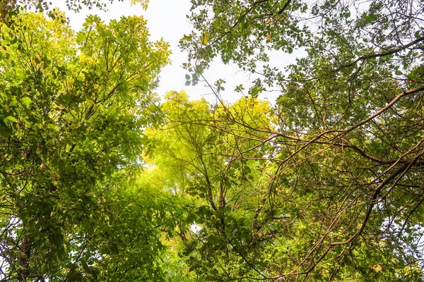 Schöne Herbstliche Waldlandschaft Natur — Stockfoto