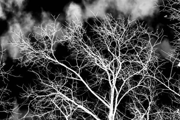 木の枝が黒の背景にシルエットを白します — ストック写真