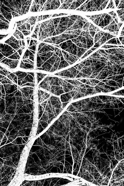 Branches Arbre Silhouette Blanche Sur Fond Noir — Photo