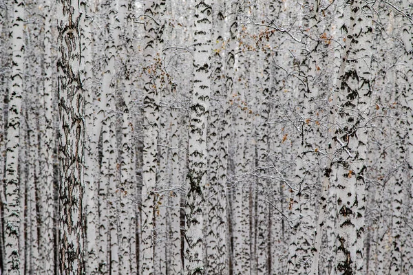 Inverno Primeira Neve Bétula Floresta Paisagem — Fotografia de Stock