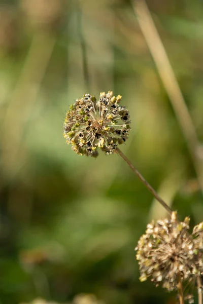 Droge Knoflook Bloem Hoofd Natuur — Stockfoto