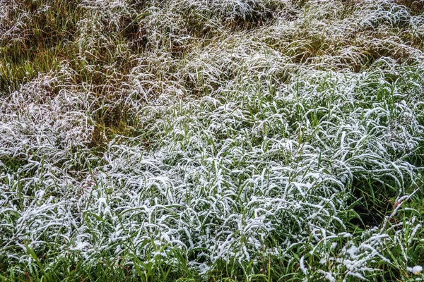 雪中高大的绿草 — 图库照片