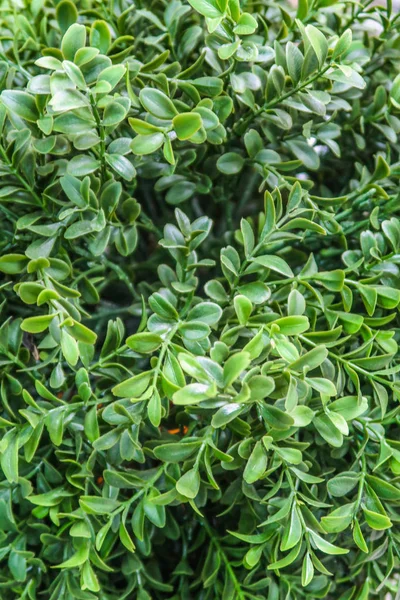 人工植物緑花 — ストック写真