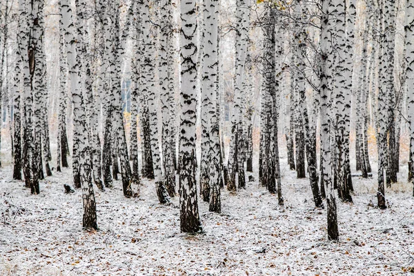 Inverno Primeira Neve Bétula Floresta Paisagem — Fotografia de Stock