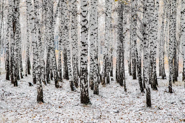 冬の最初の雪は 森林景観をバーチ — ストック写真