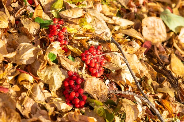 Autumn Tree Ashberry Bright Colors Nature — Stock Photo, Image