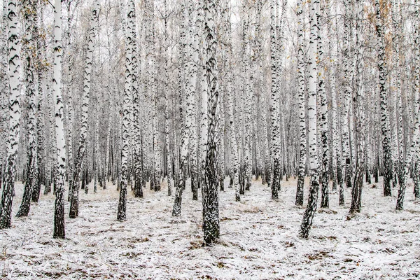 Invierno Primera Nieve Abedul Bosque Paisaje — Foto de Stock